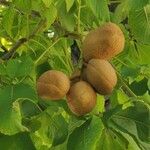 Aesculus pavia Fruit