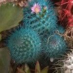 Mammillaria spinosissimaЛист