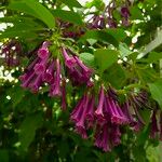 Iochroma cyaneum Blomma