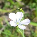 Linum bienne Blomst