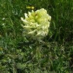 Pedicularis comosa Flower