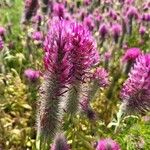 Trifolium purpureumFlower