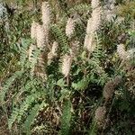 Astragalus alopecurus 形態