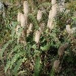 Astragalus alopecurus Habit