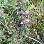 Pedicularis palustris ശീലം