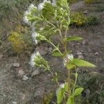 Ageratina paupercula