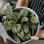 Peperomia albovittata Hostoa