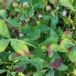 Trifolium resupinatum Alia