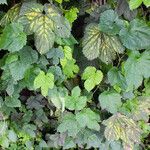 Humulus lupulus 葉