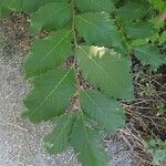 Ulmus americana Leaf