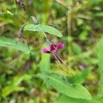 Prenanthes purpureaKukka