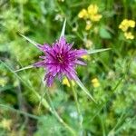 Tragopogon angustifolius 花