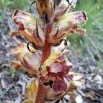 Orobanche gracilis Flor