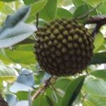 Annona crassiflora Плод