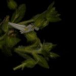 Hybanthus calceolaria Квітка