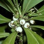 Scaevola taccada Fruit