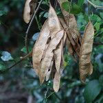 Senegalia kraussiana Fruit