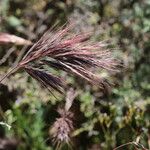 Bromus rubens Fruto