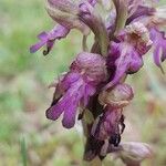 Himantoglossum robertianum Fula