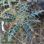 Ptilostemon hispanicus Leaf