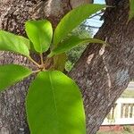 Sterculia foetida 葉