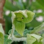 Calceolaria plectranthifolia Fruit