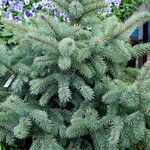 Picea pungens عادت داشتن