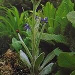 Tephroseris integrifolia Habit