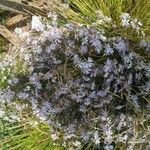 Aster pyrenaeusFlower