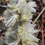 Sericocomopsis pallida Virág