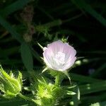 Althaea hirsuta Blomst