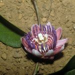 Passiflora gabrielliana Flower