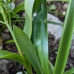 Ornithogalum balansae Leaf