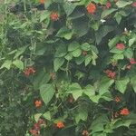 Phaseolus coccineus Flower