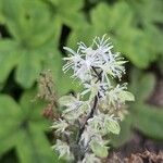 Tiarella cordifolia Квітка