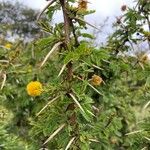 Acacia hockii Kéreg