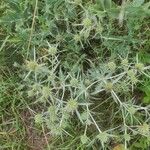 Eryngium campestreFleur