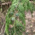 Cupressus pendula Habitus