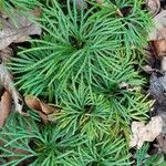 Lycopodium digitatum Lehti