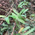 Geitonoplesium cymosum Hoja