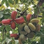 Sterculia foetida Fruit