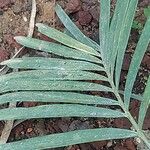 Zamia integrifolia Blad