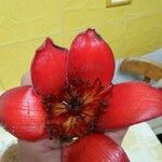 Bombax ceiba Flower