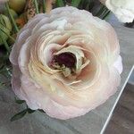 Ranunculus asiaticusКветка