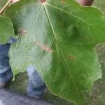 Acer rubrum برگ