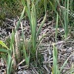 Typha orientalis Lapas