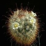 Mammillaria moelleriana Агульны выгляд