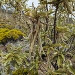 Sophora denudata Fruto