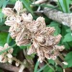 Neottia nidus-avis Λουλούδι