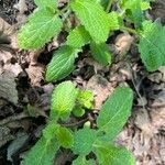 Stachys affinis Folha